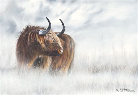 The Highlander Scottish Highland Cow Painting By Peter Williams