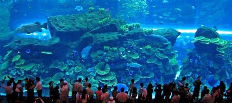 Ten Facts About Dubai Aquarium And Underwater Zoo