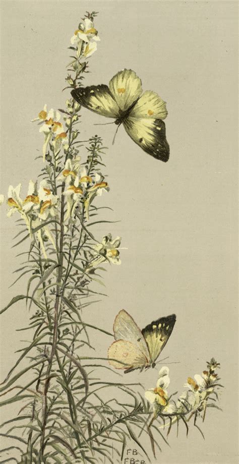 Beautiful Vintage Yellow Butterflies Image The Graphics