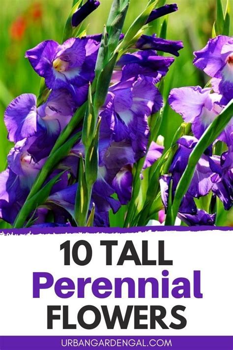 Phlox paniculata is tall enough to work in the middle or. 10 Tall Perennial Flowers in 2020 | Perennials, Tall ...