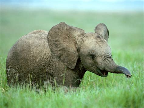 The Worlds Top 10 Most Ridiculously Adorable Baby Elephants Quick Stepp