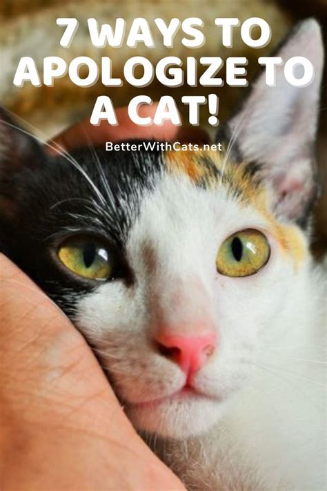 7 Ways To Apologize To A Cat Cats Cat Parenting How To Apologize