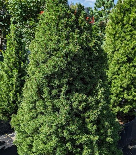 Picea Glauca Conica Dwarf Alberta Spruce From Prides Corner Farms