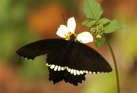 Papilio Polytes Common Mormon Flickr