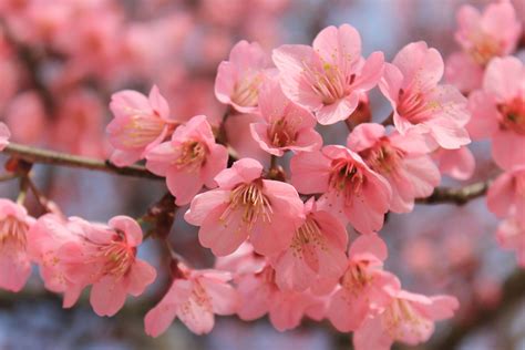 Cherry Blossom Tree Wallpaper 65 5184x3456