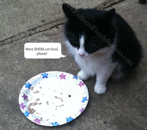 Recalls can happen to the best cat food brands, but good brands always handle them gracefully. Faith and Family ReviewsKeeping Your Cat Healthy - SHEBA ...