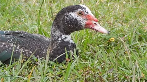 Lazy Juvenile Muscovy Male Duck Youtube