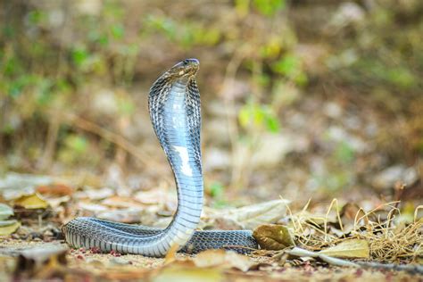 Indo Chinese Spitting Cobra Naja Siamensis