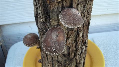 How To Grow Shiitake Mushrooms On Logs Youtube