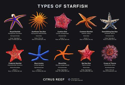 Types Of Starfish 12 Incredible Sea Star Species Citrus Reef