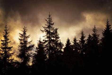 Forest At Twilight