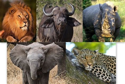 Connecticut Senate Amends Bill To Ban Trophy Hunting And Votes Against
