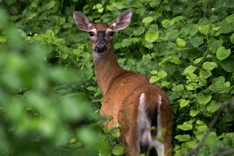White Tailed Deer Looking Back At Camera Image Free Stock Photo