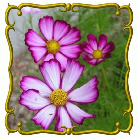 Free wildflower seeds for schools 2021. Wildflower seeds clipart 20 free Cliparts | Download ...