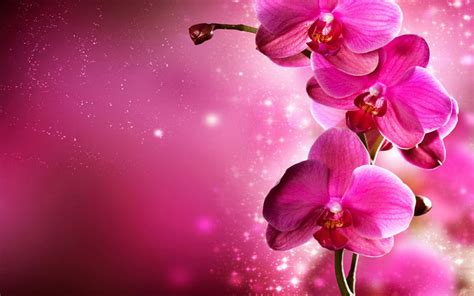 Orchid Flowers Wallpaper 34014998 Fanpop