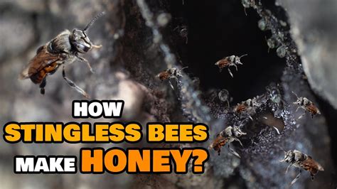 How Sting Less Bee Kiwot Make Honey Youtube