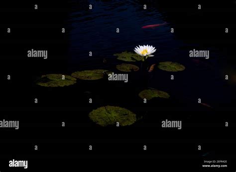 Lotus Flowers Floating On The Water Surface Stock Photo Alamy
