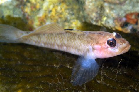 The Blackeye Goby Whats That Fish