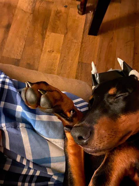 European And American Doberman Mix - 2024 Petsical