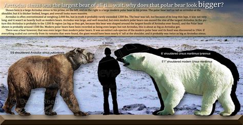 Grizzly Bear Vs Polar Bear