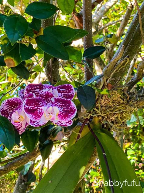 Grow Orchids On Trees With These Easy Tips Orchid On Tree Hanging Orchid Growing Orchids