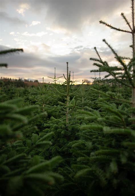 5ft Nordman Fir Christmas Tree Northumberland Christmas Trees