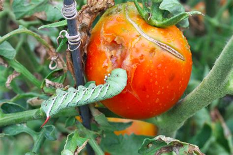 Tomato Hornworm Identification And Control Hubpages