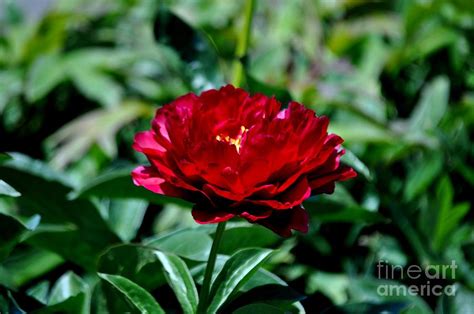 Deep Red Peony Photograph By Mandy Judson Pixels