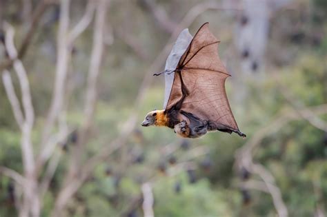 Meet Australias Urban Flying Foxes—and The People Trying To Help Them