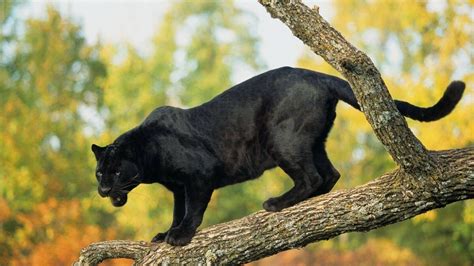 Svart Panter Black Panthers Animal Jaguar Jaguar Cars Jaguar Panther