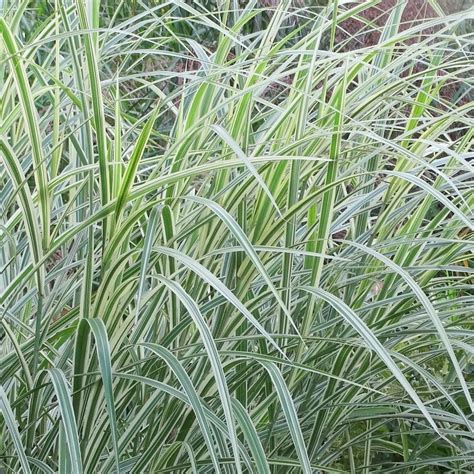 Buy Japanese silver grass Miscanthus sinensis var. 'condensatus ...