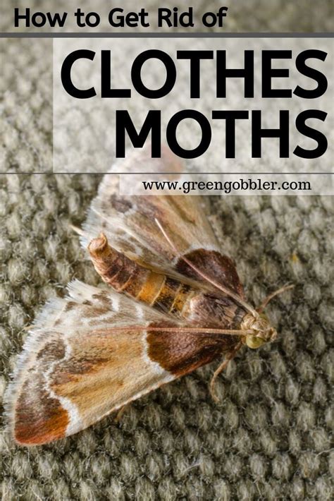 How To Get Rid Of Moths In Closets Druw House