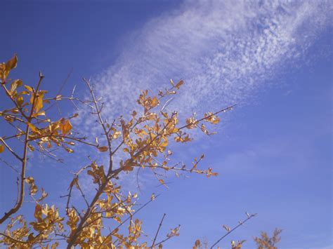 Free stock photo of autumn view, blue sky, clear sky