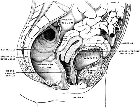 Diagram Of Female Saggital Pelvis