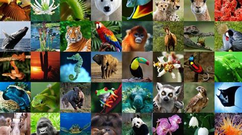 Top 194 Imagenes Flora Y Fauna De Mexico Anmbmx