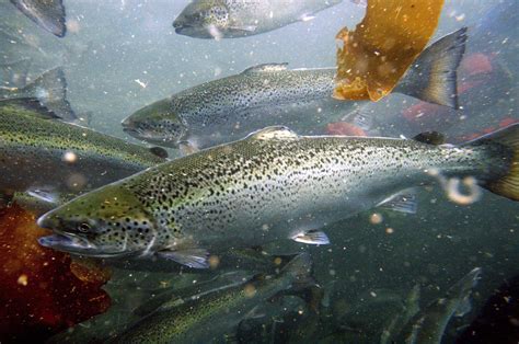 Collapse At Salmon Farm Renews Concerns About Fish Farming The