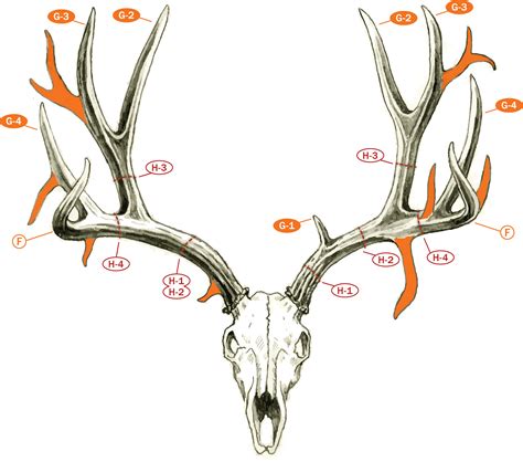 Because a mule deer's average ear width is 20 inches you can use the ears to estimate inside spread and hence main beam length. Field Judging - Mule Deer and Blacktails | Boone and ...