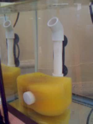 Aquarium sponge filter set up. DIY Sponge Filter... - Aquarium Advice - Aquarium Forum Community