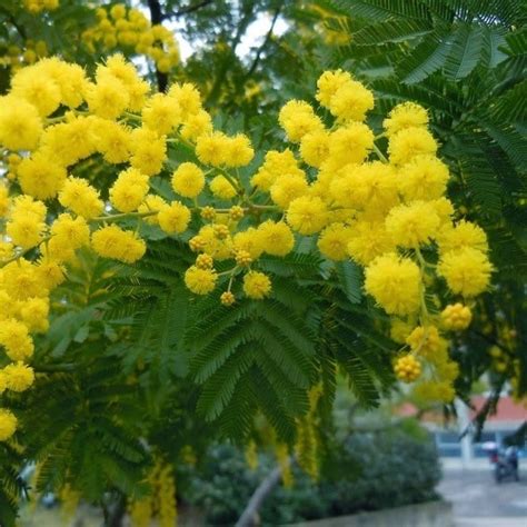 Акация серебристая (мимоза), вечнозеленая, медонос, комнатная, ценная ...