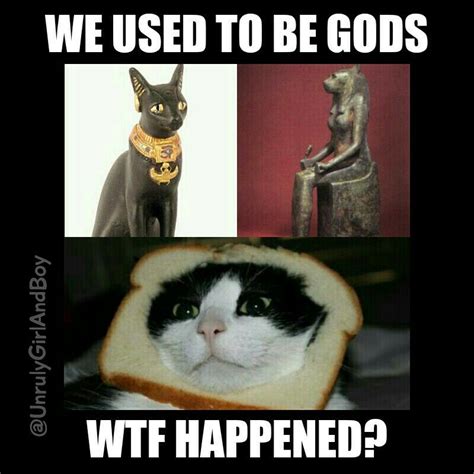 Famous Cat Meme Egypt Ideas