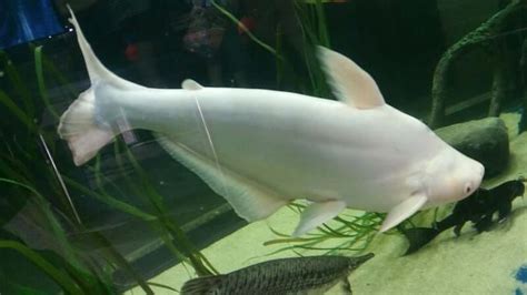 Albino Iridescent Shark