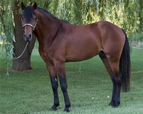 This Gorgeous Missouri Fox Trotter Is At Stud On Be Sure To