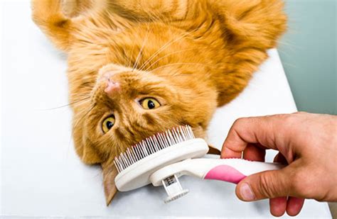 Kutu/lices lazimnya kucing akan gatal dan menggaru dengan tahap maksima, menyebabkan bulunya gugur treatment : Kenapa kucing muntah bebola bulu serta cara mengatasinya ...