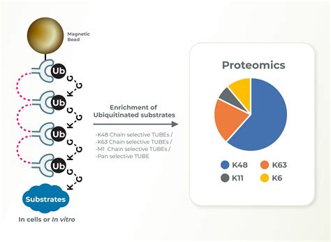 Ubiquitin Chain Diversity Id Lifesensors