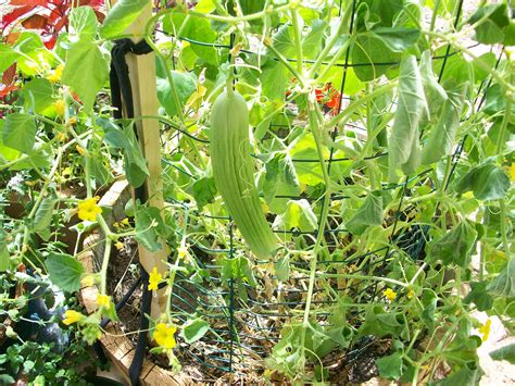 Cucumber | How to grow cucumber vertically?
