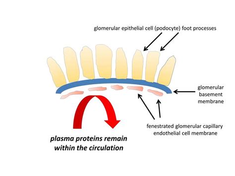A Normal Components Of The Intact Glomerular Filtration Barrier My Xxx Hot Girl
