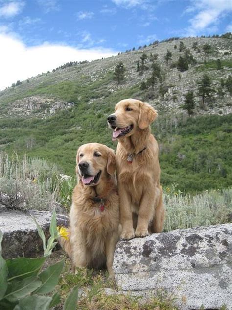 Boston And Joey ♥ Golden Retriever Best Dogs For Families Puppy Stages