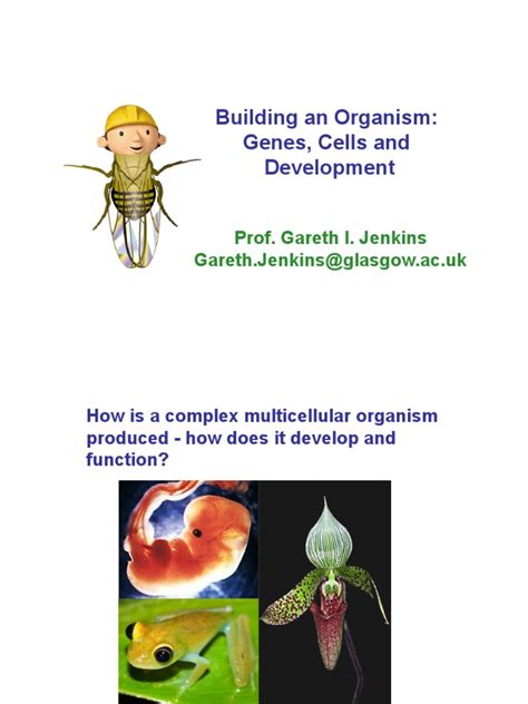 Building An Organism Model Organism Genetics