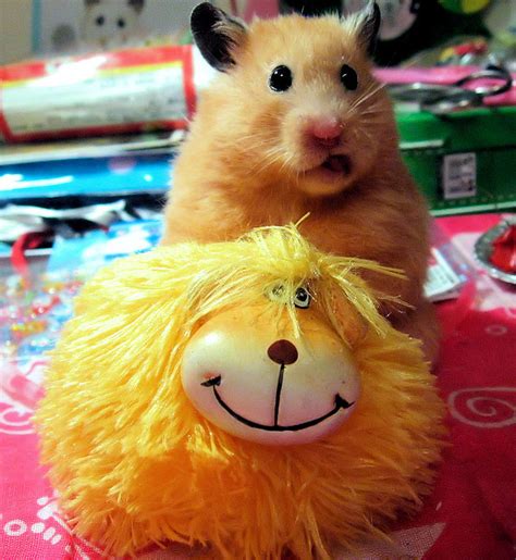 Unexpectedly Funny Things To Do With Hamsters When Youre Bored The