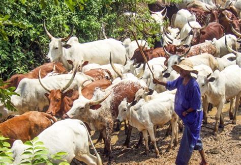 Benin Republic Bans Fulani Herdsmen From Entering Country Bilmpan